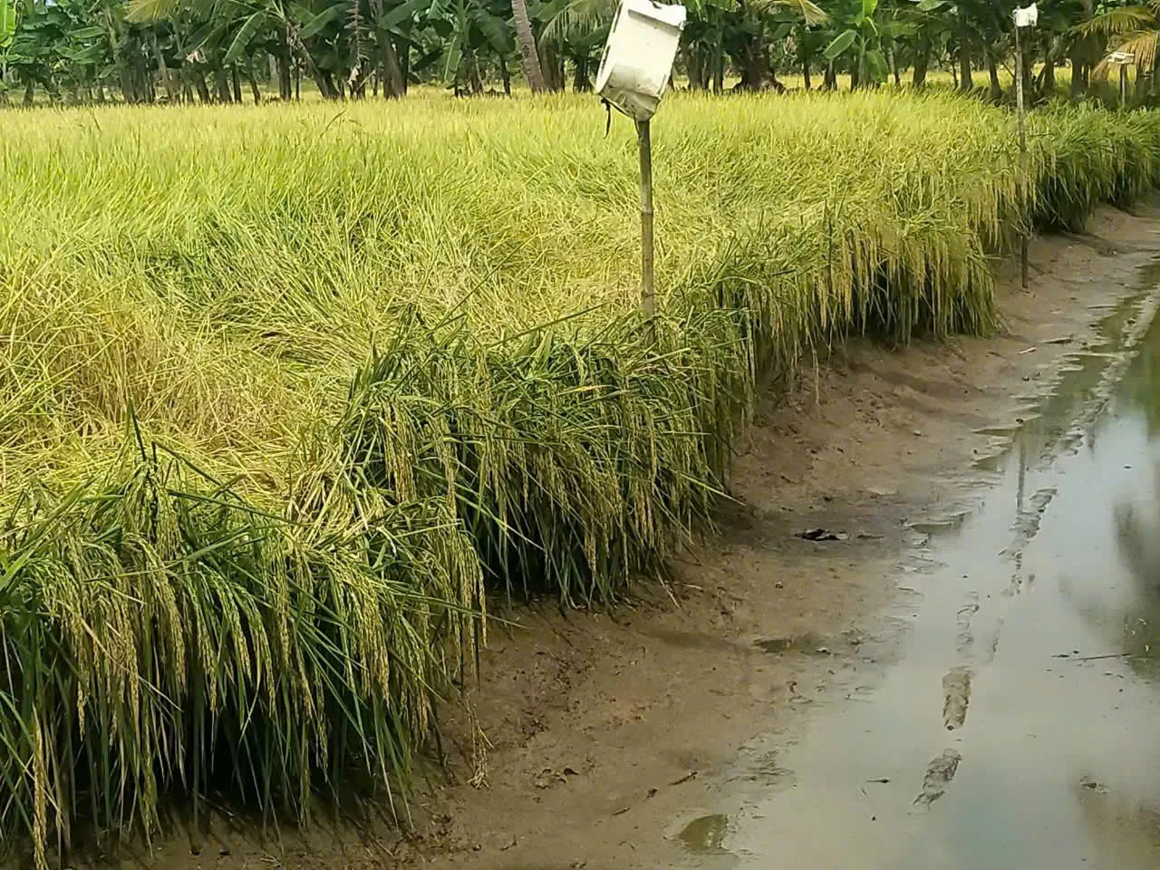 Kênh nước dẫn vào ruộng lúa gần kỳ thu hoạch