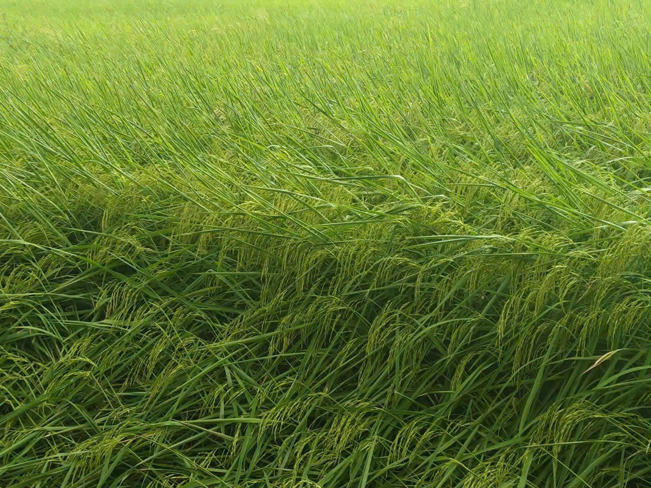 Ruộng lúa xanh cận cảnh trong giai đoạn sinh trưởng