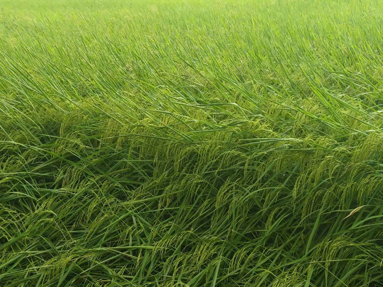 Ruộng lúa xanh cận cảnh trong giai đoạn sinh trưởng